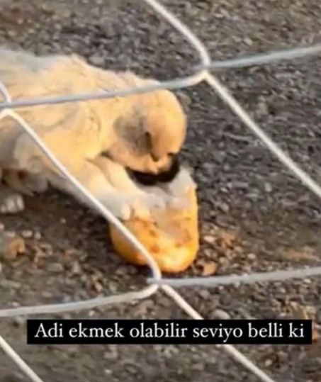 Konya'daki barınaktan yavru köpek sahiplendi!